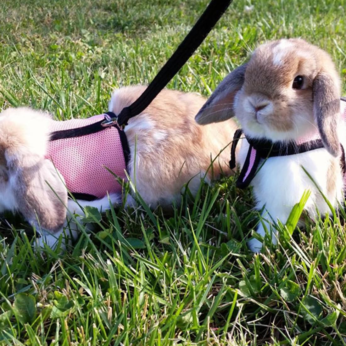 Pettorina Per Coniglio Taglia M - Con Guinzaglio Elastico - Foto 10