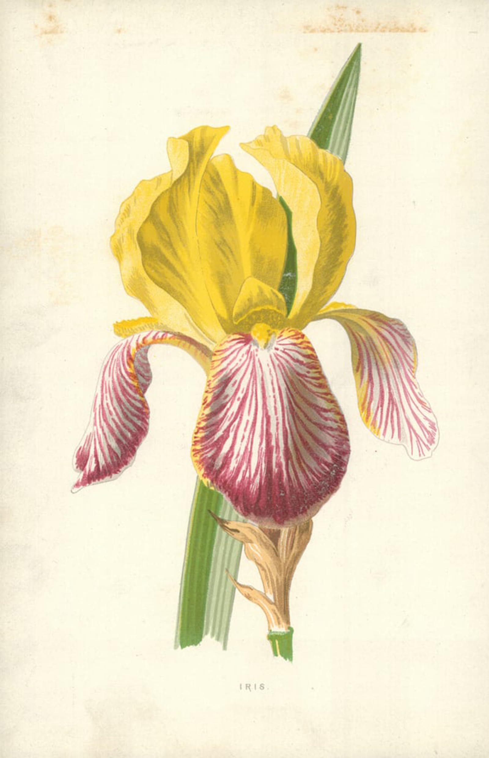 ARTXLXXBN Famous Print Painting Colorful Art Print Iris by Frederick Edward Hulme Canvas Art Decorations for Home Decor 60x90cm
