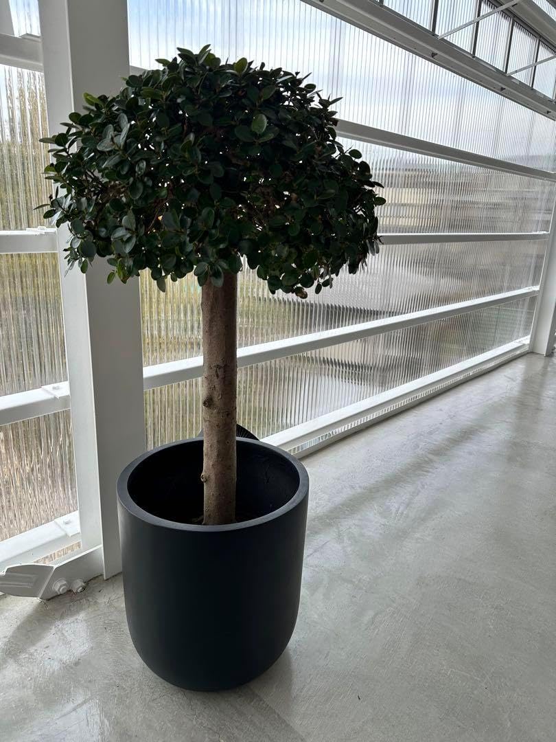 ガジュマル約1.5メートル/13号 ガジュマル約1.5メートル/13号 ガジュマル約1.5メートル/13号 観葉植物