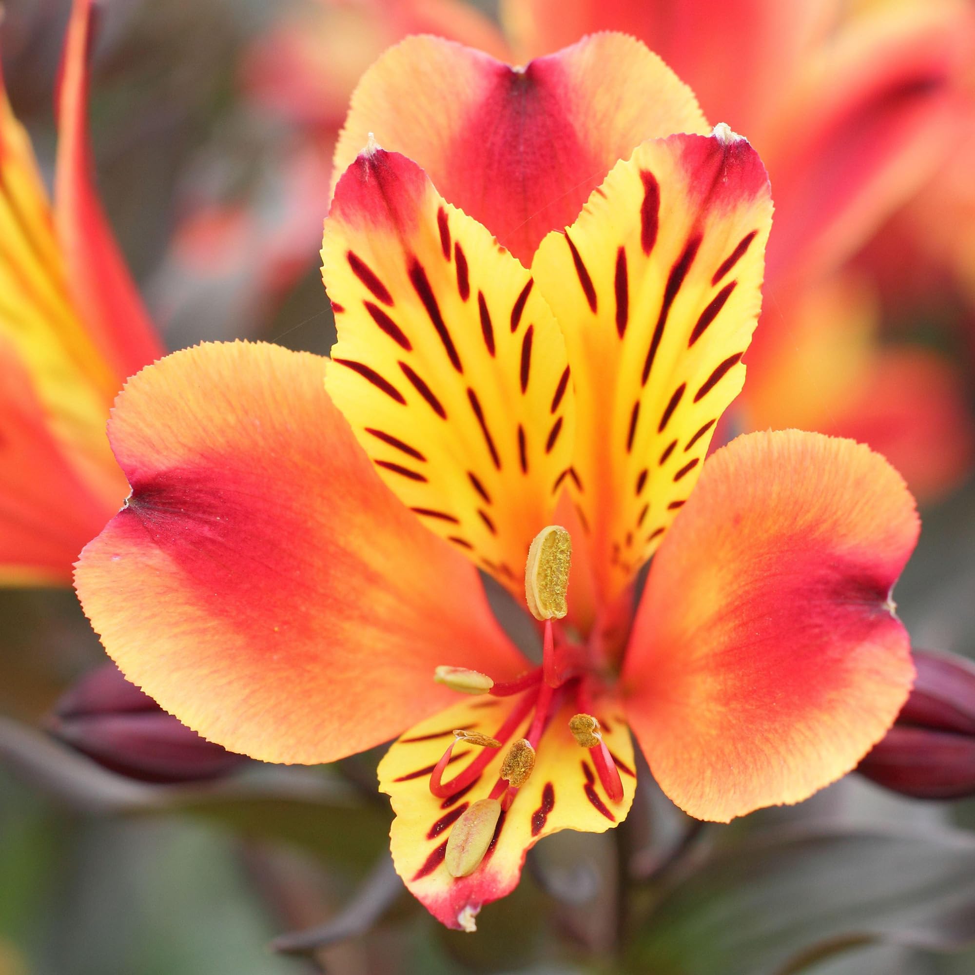 Alstroemeria Indian Summer - Exotic Peruvian Lily Plant (9cm Pot, 20-30cm)