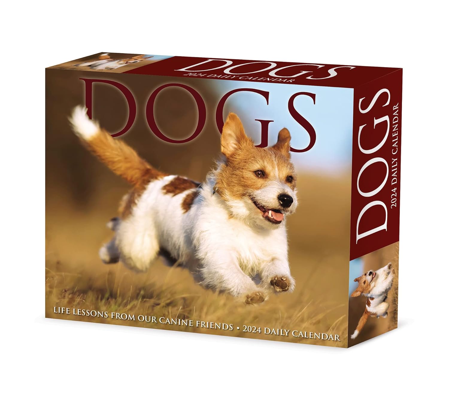 Dogs 2024 6.2 X 5.4 Box Calendar Willow Creek Press