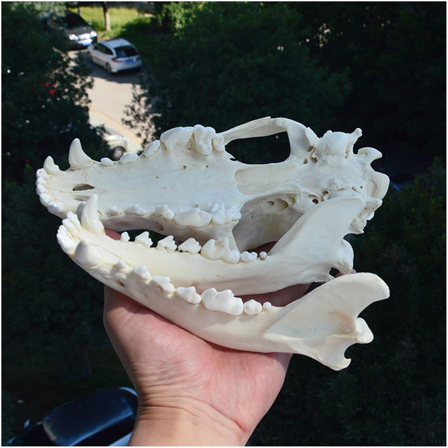 Hundeschädel Harz Anatomisches Modell Echtes Tier Hundeschädel Probe Hundekopfskelett Natürliche Zähne Knochen Probe Modell Taxidermie Versorgung Kunst Knochen Tierarzt