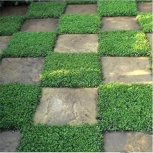 Más de 1,000 semillas de alfombra verde para plantar al aire libre - Rupturewort (Herniaria Glabra)