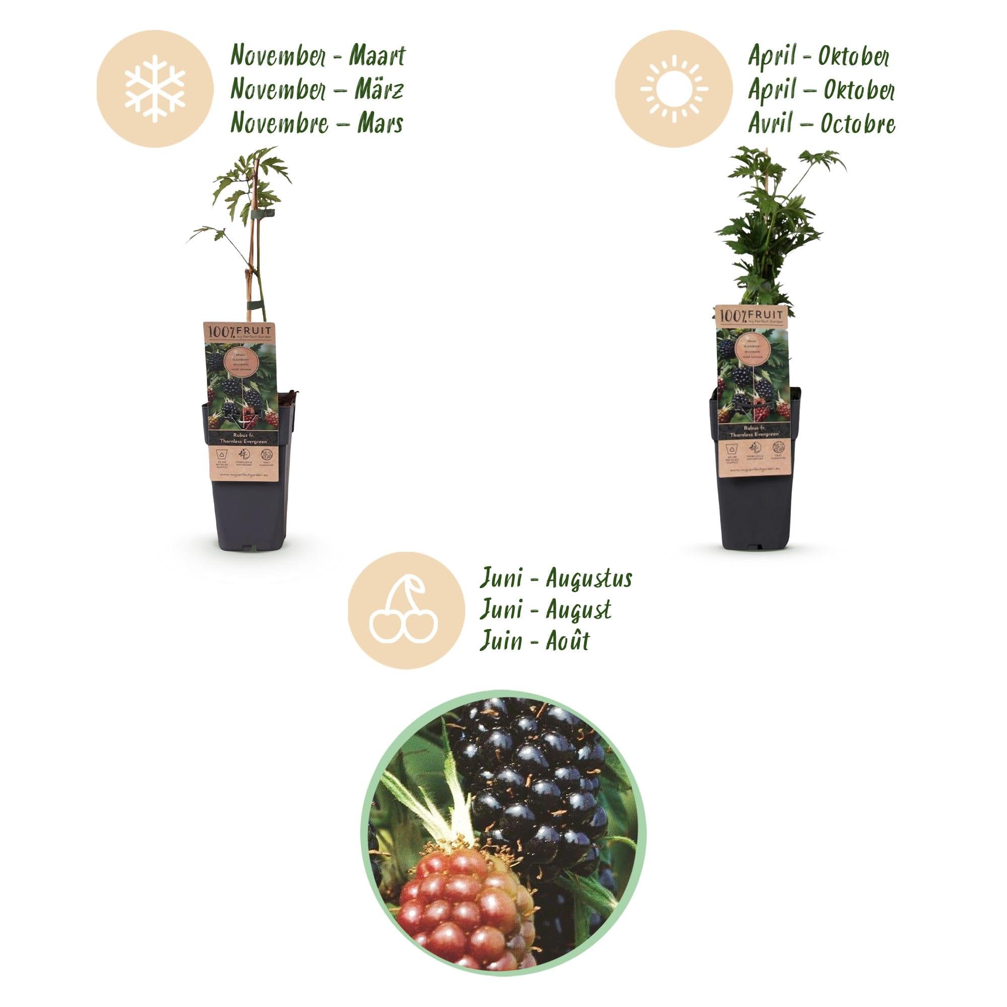 Green boutiQ - Obstpflanze - Rubus fruticosus Thornless Evergreen - Brombeerpflanze - Dornenlos - Schwarze Brombeere - 2 Pflanzen - Topf 15cm - Höhe 50cm
