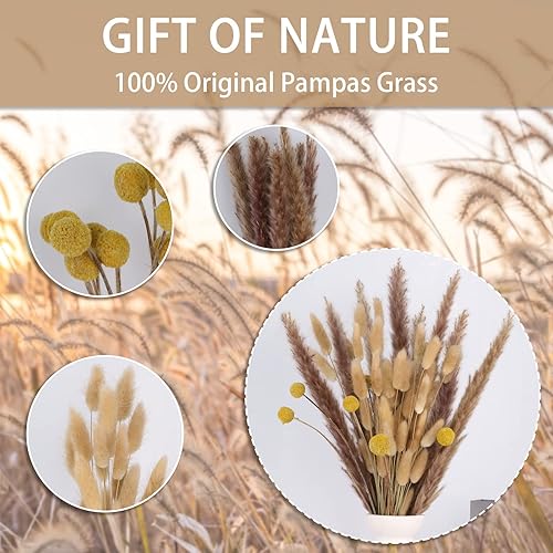 Miniatura 4 de JINBAIZHENG 60 ramos de flores de hierba de las pampas, 40 colas de conejo, 10 unidades, hierba de junco, 10 bolas doradas, flores secas naturales