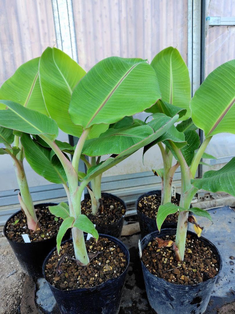 ドワーフナムワ バナナ苗 新 モデル