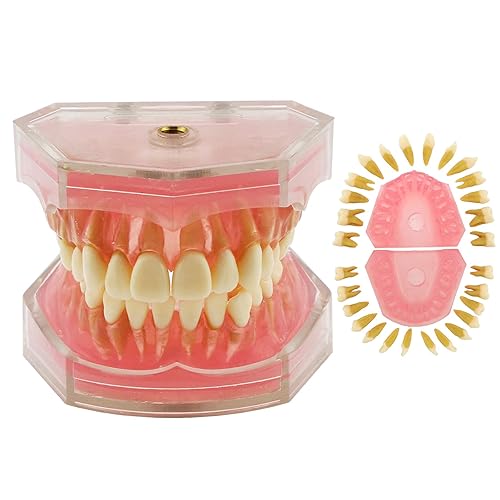 Modelo dental de los dientes estándar con la enseñanza del estudio -28pcs dientes desprendibles