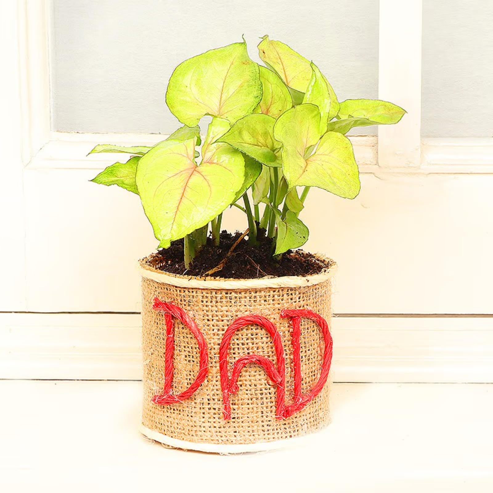 FlowerAura Decorative AirPurifying Foliage Good Luck Syngonium Live Indoor Plant With Jute Wrapped "DAD" Printed Glass Pot Vase Gifts For Fathers Day (Same Day Delivery) (B0C3J2LM6L) Amazon Price History, Amazon Price Tracker