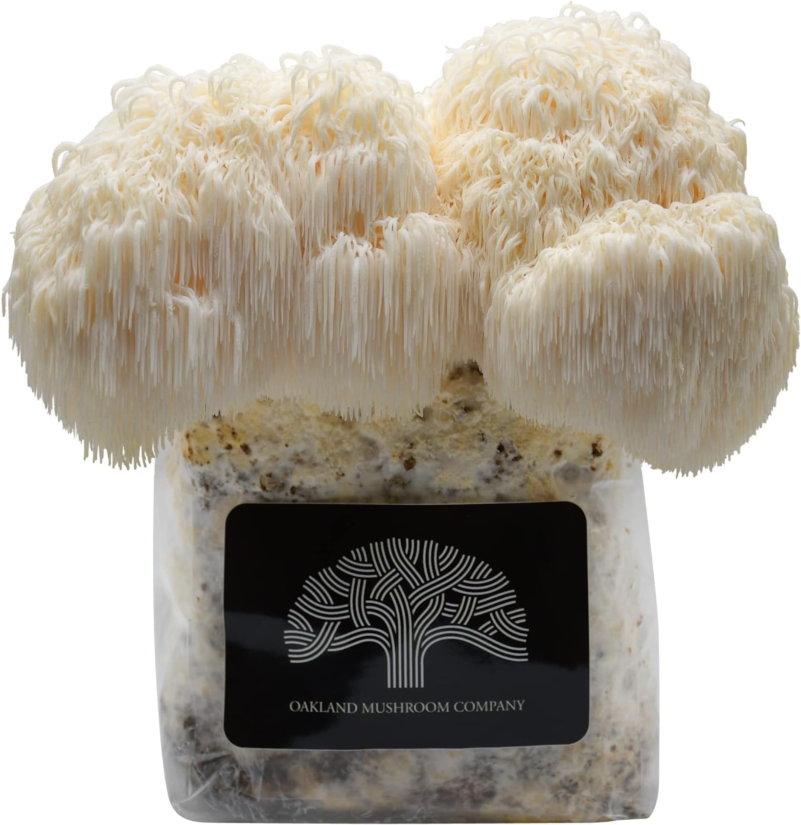 Lion's Mane Mushroom Grow Kit by Oakland Mushroom Co. | Handmade with Organic...