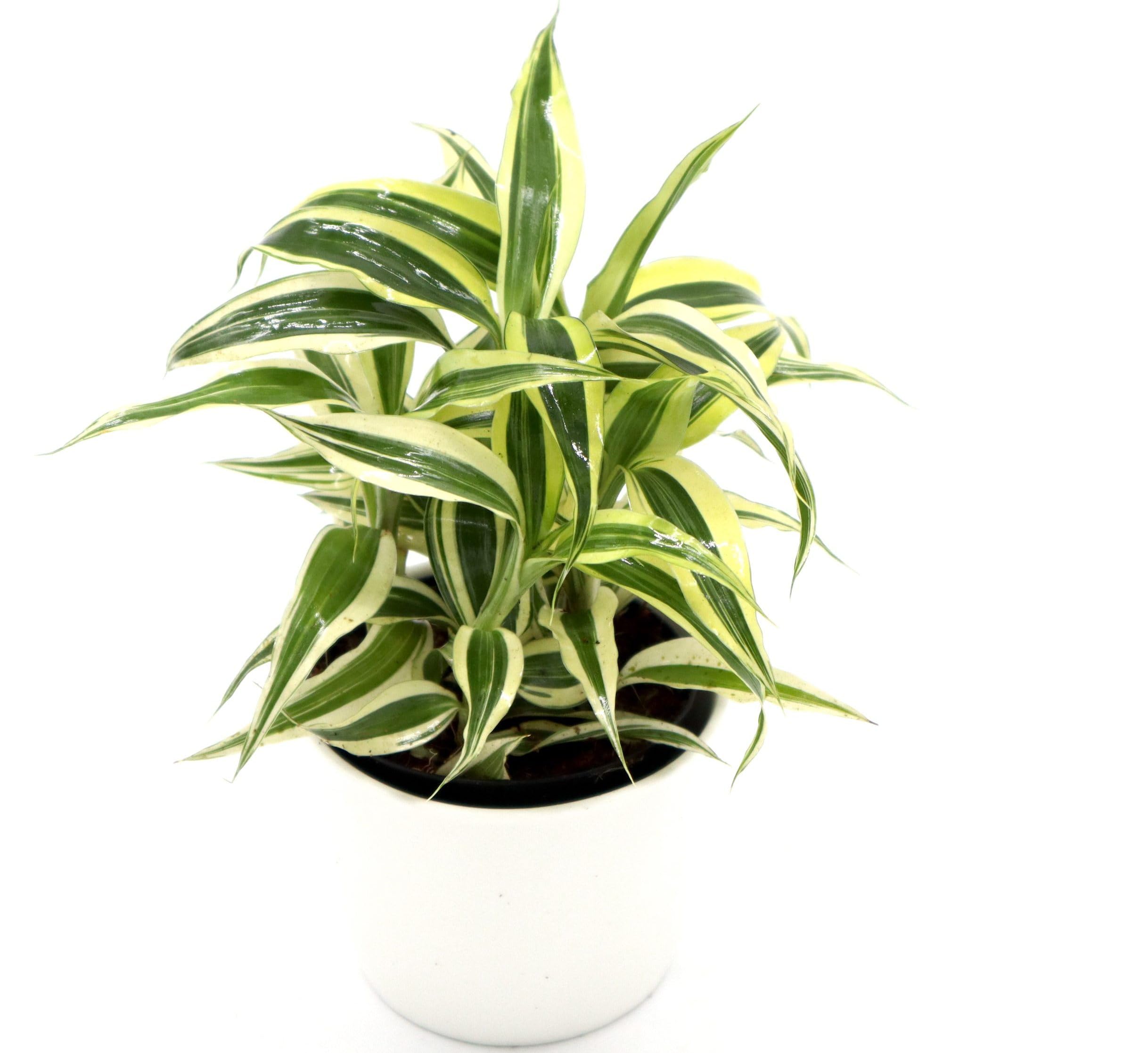 Dracaena Sanderiana in 9cm pot دراكاينا ساندريانا | Live Fresh Indoor Plant | Low Maintenance, Pet-Friendly Houseplant for Home & Office (White Cement Pot)