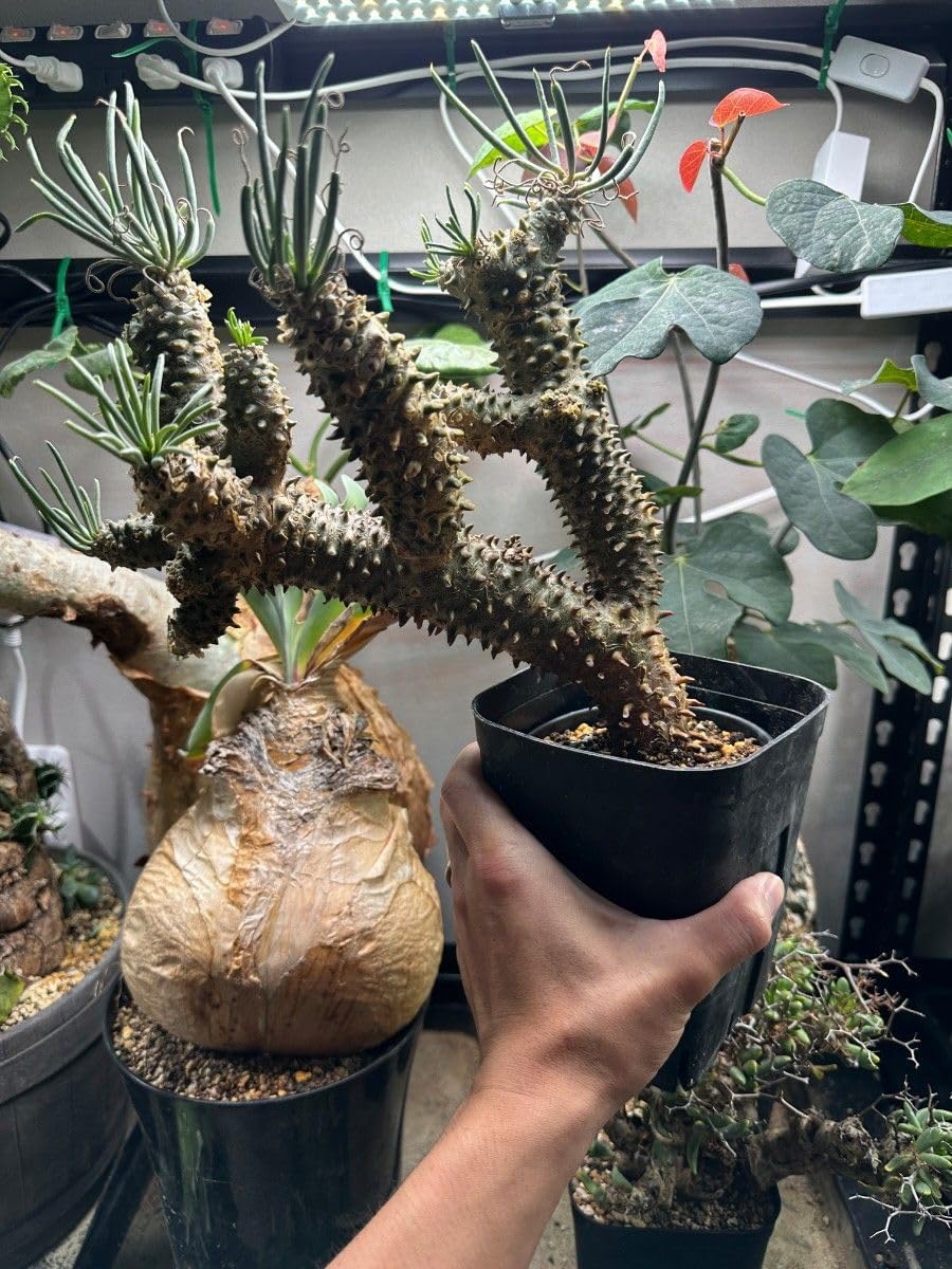 コレクション株 チレコドン ワリチー 超特大サイズ 発根定着済鉢ごと