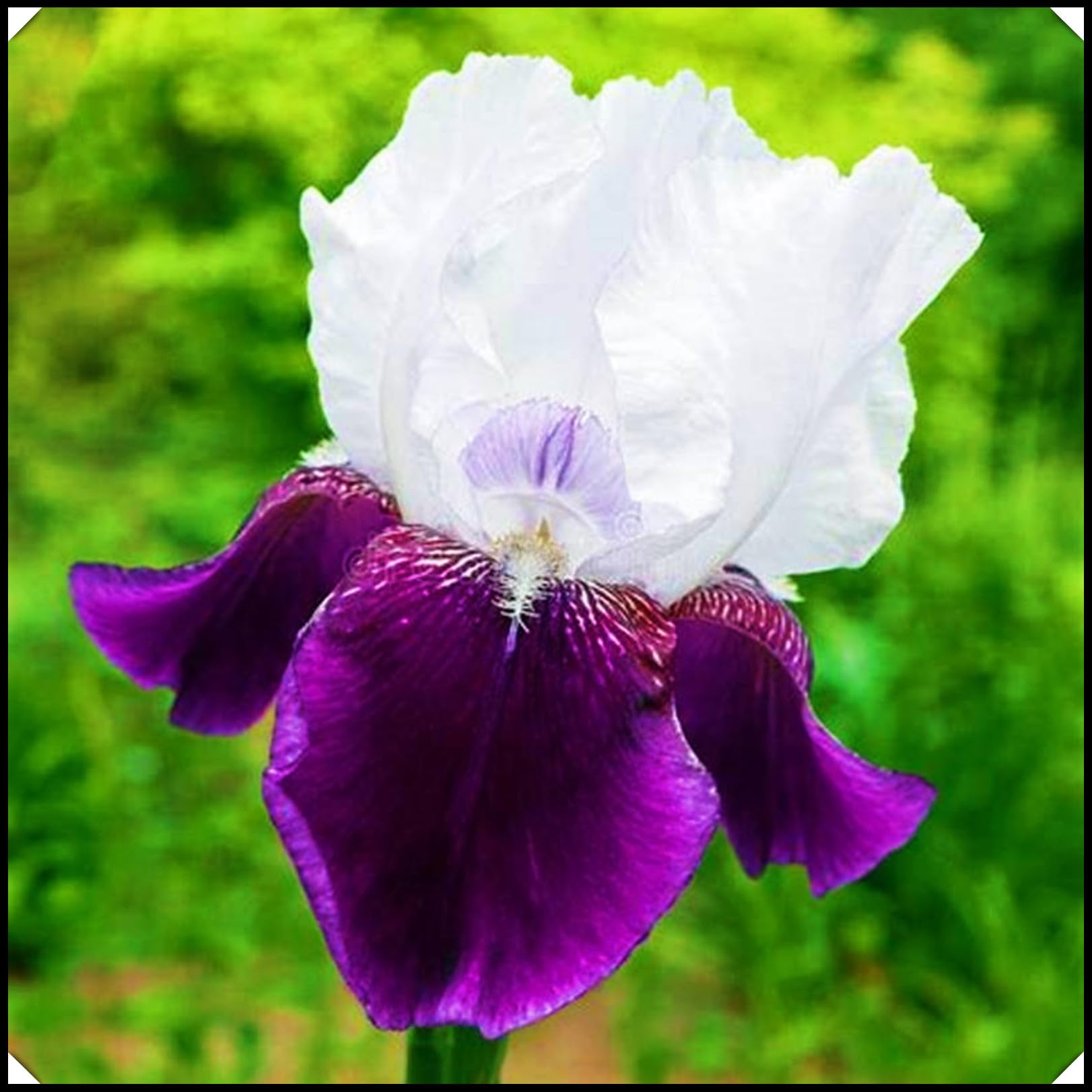 Iris Bulbs Iris Plants UK(Wedding Flowers,Ornamental Flowers,Garden Flowers,Hardy Perennial,Cut Flowers,Plant Bulbs)-8bulbs-d