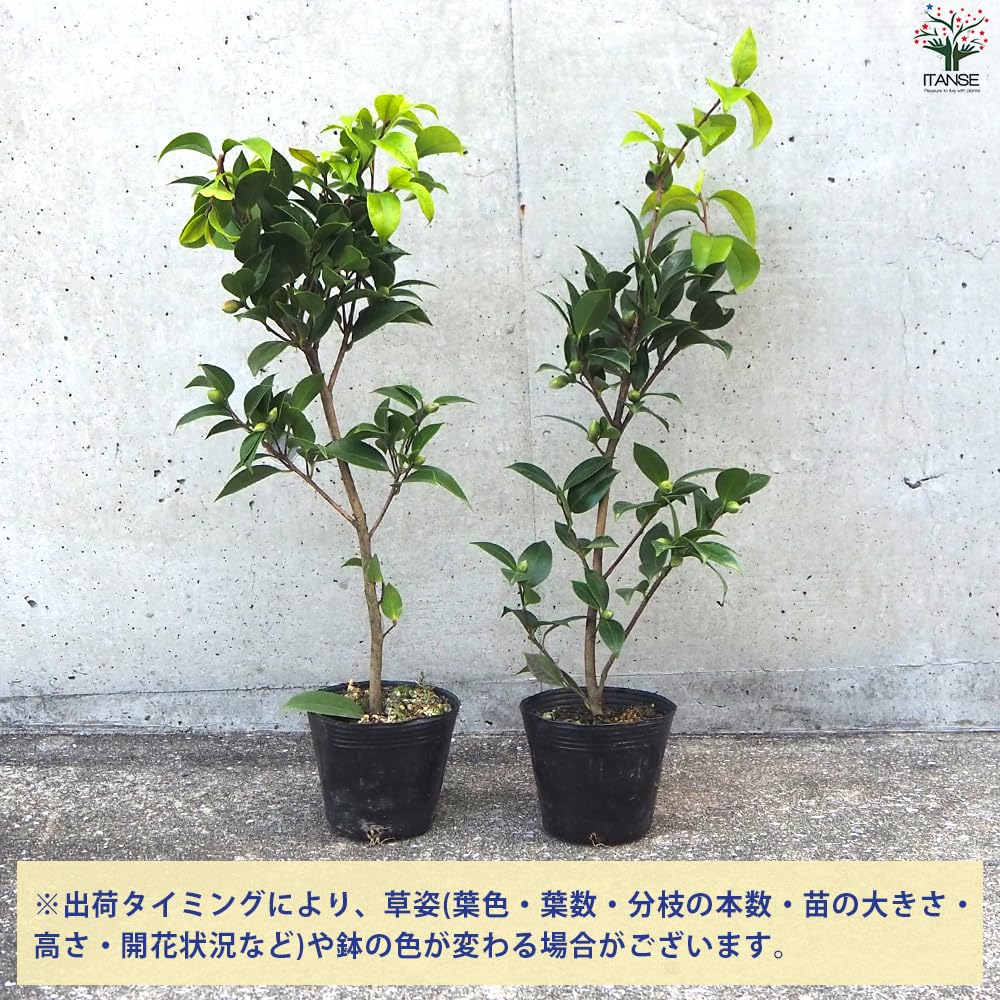 Amazon.co.jp: ITANSE 椿(ツバキ)の苗木 品種：ブラックレース 4