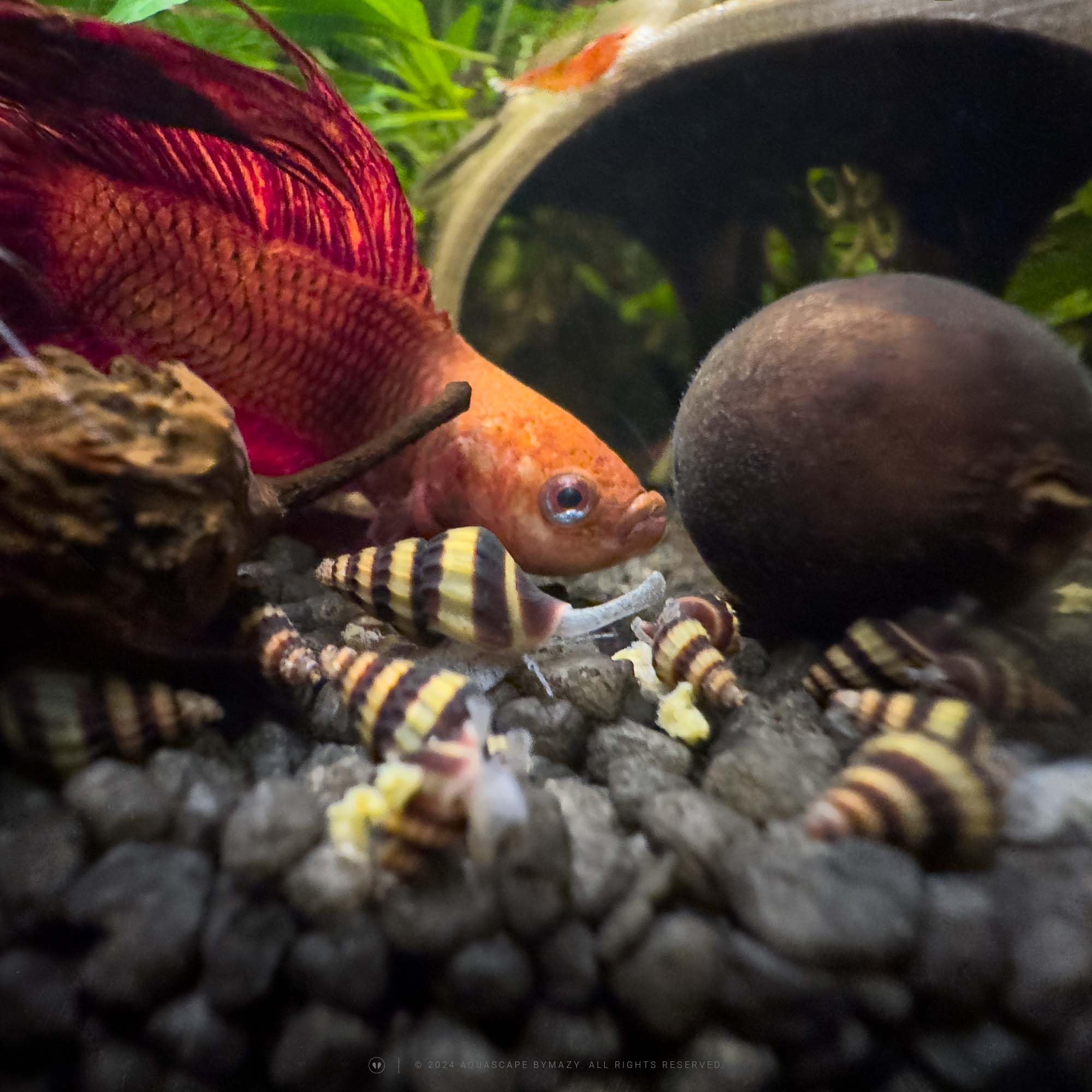 6 Live Young Assassin Snails - Freshwater Aquarium Pest Control