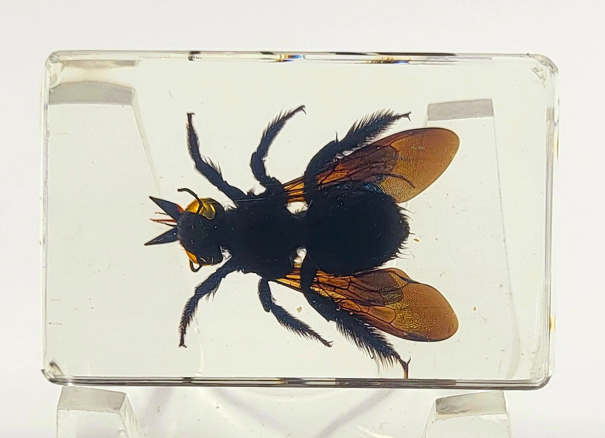 Image of 44mm Real Carpenter Bamboo Bee in Clear Lucite Resin Specimen Preserved Insect Taxidermy Crafts Collection for Biology Science Education & Desk Ornament Display Supplies Decor