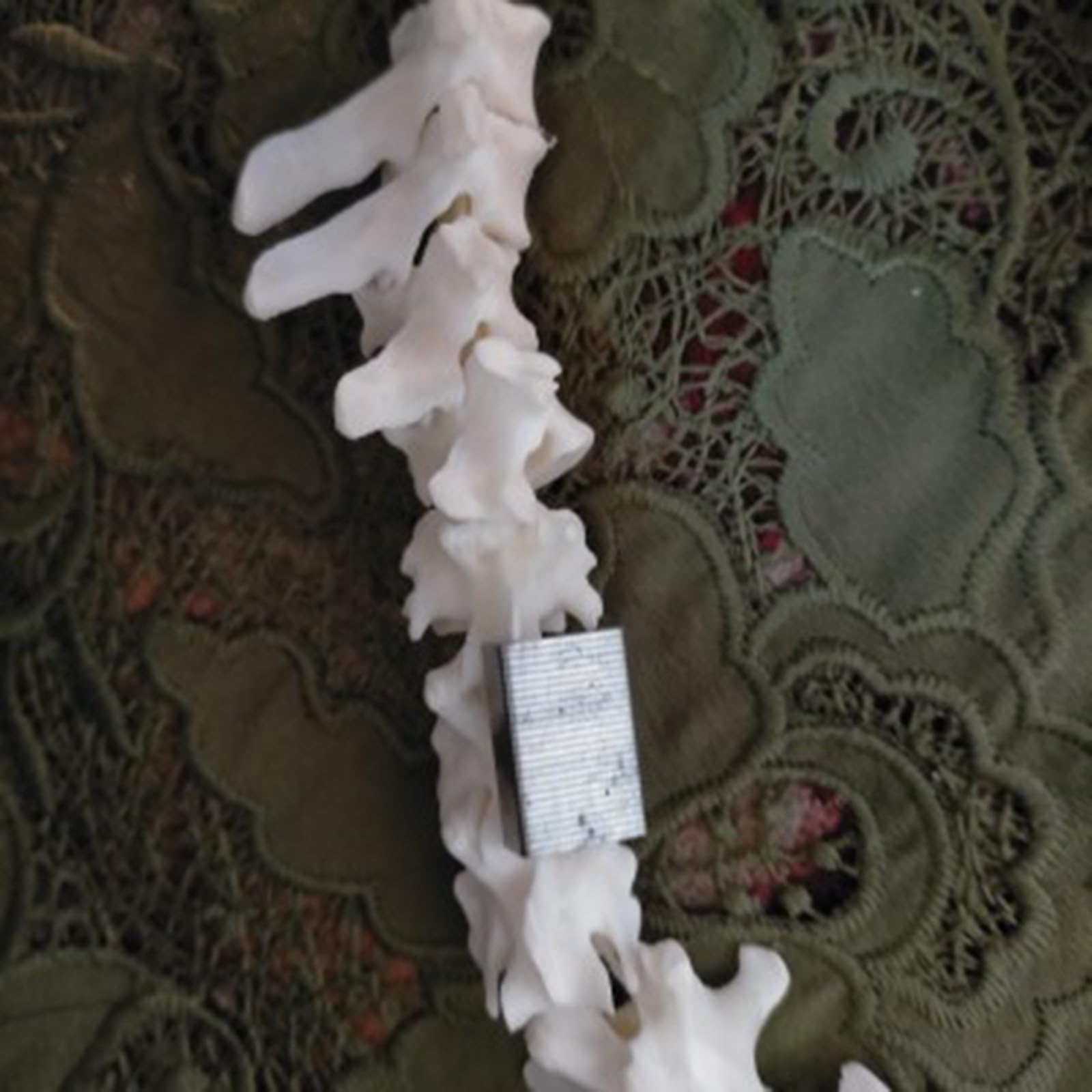 Modelo de Hueso de Esqueleto de Esqueleto de Perro Anatómico Canino Decoración de Hueso de Esqueleto de Animal para exhibición Laboratorio Enseñar Veterinaria
