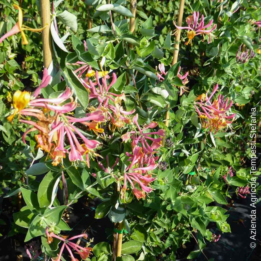 Lonicera Goldflame, Caprifoglio, confezione da 2 piante, altezza 100/120 cm, vaso Ø16