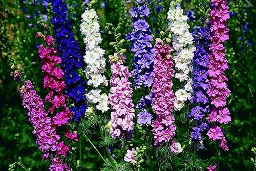 Giant Rocket Larkspur Delphinium Imperial Mix Seeds Flores anuales altas para plantar al aire libre sin OMG 100 semillas