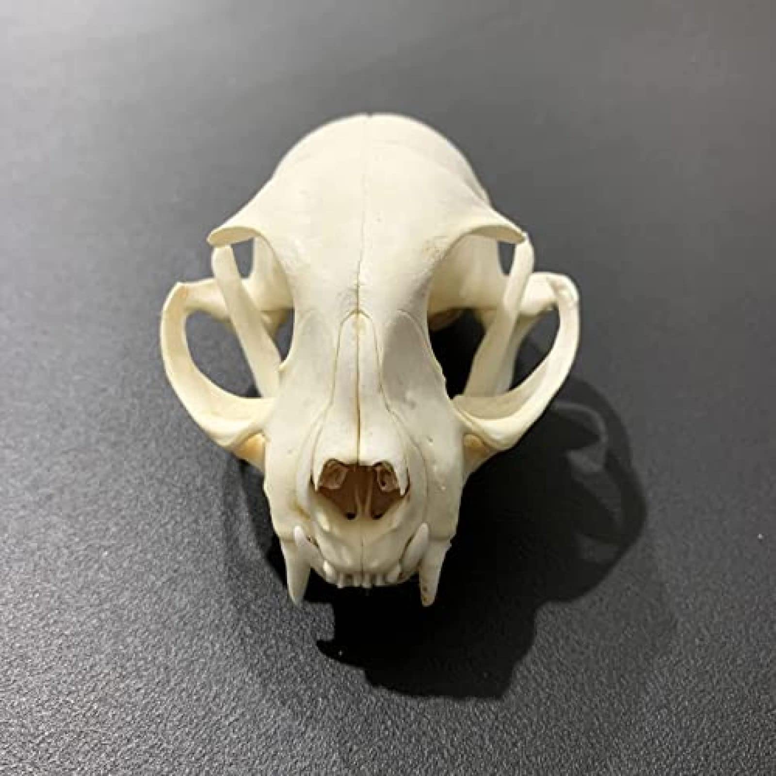 Amazon.co.jp: 剥製本物の動物の頭蓋骨、工芸品の本物の動物の骨、家の