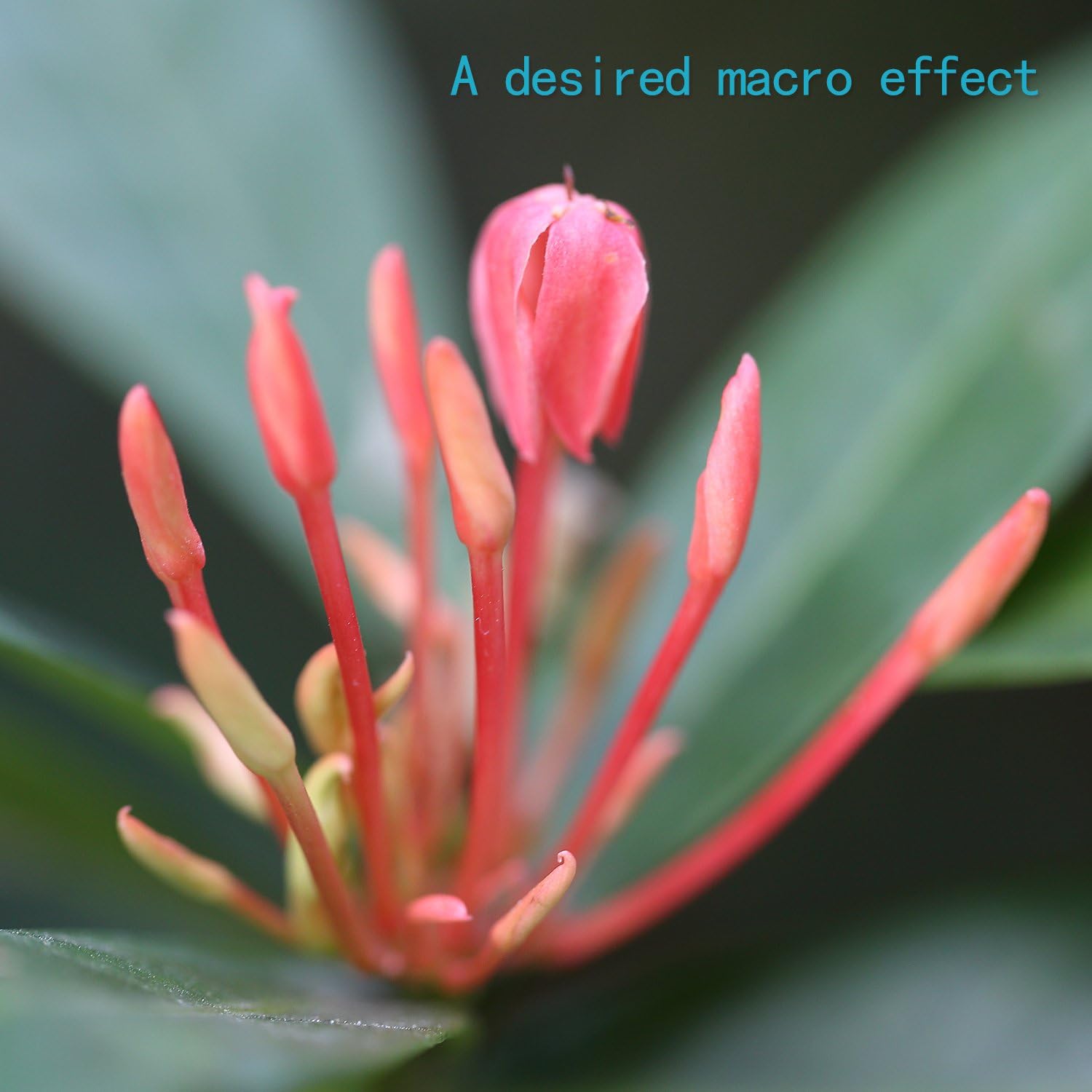 Neewer ABS AF Auto-Focus Macro Extension Tube Set 10mm&16mm for Sony NEX E-Mount Camera NEX 3/3N/5/5N/5R/A6000/A6300 and Full Frame A7 A7S/A7SII A7R/A7RII A7II