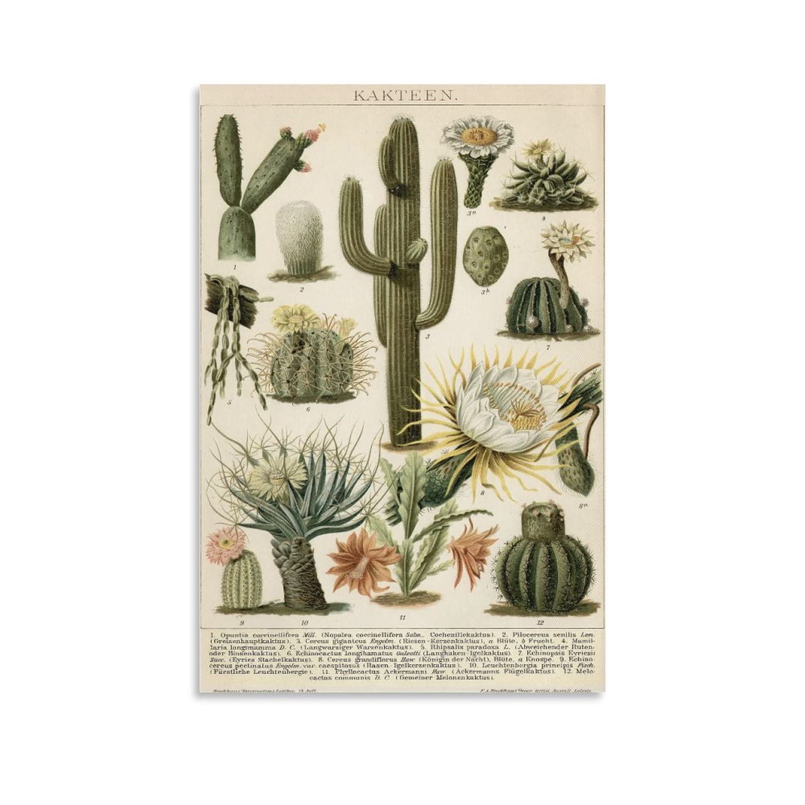 Vintage Poster Cactus Plant Art Canvas Wall Art Prints for Wall Decor Room Decor Bedroom Decor Gifts 08x12inch(20x30cm) Unframe-Style