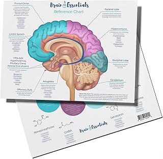 Brain Chart - Buy now