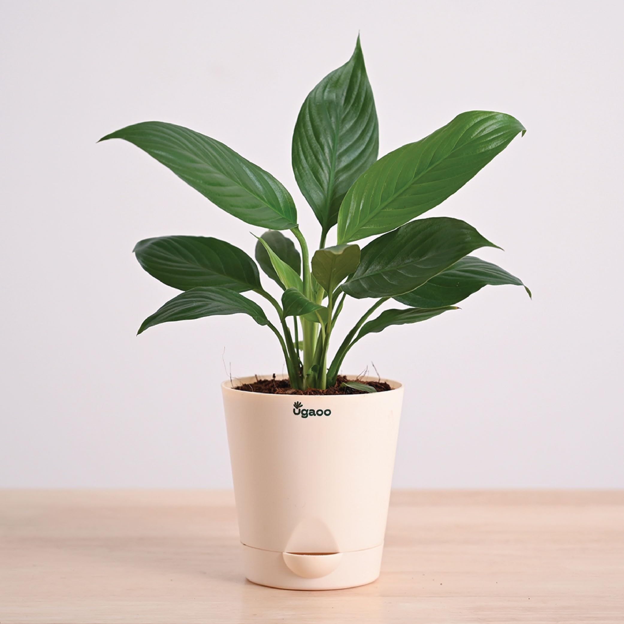 Ugaoo Peace Lily Live Plant with Self Watering Pot - Spathiphyllum Plant