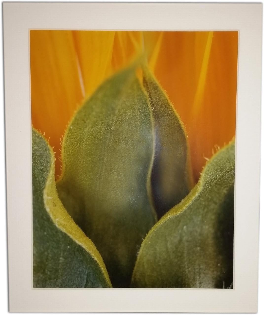 Just Nova ScotiaSunflower (Helianthus annuus) Limited Edition Print