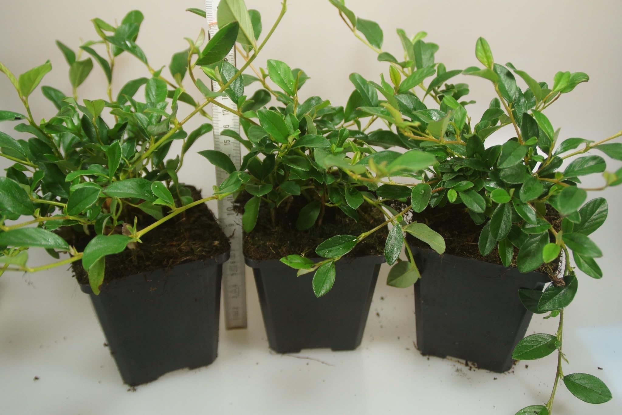 Stauden Gänge 10 x Cotoneaster dammeri 'Radicans' Teppichmispel winterhart | Immergrüner Bodendecker mit roten Beeren für Sonne bis Halbschatten, mehrjährig, winterhart, robust, 9x9 cm Topf