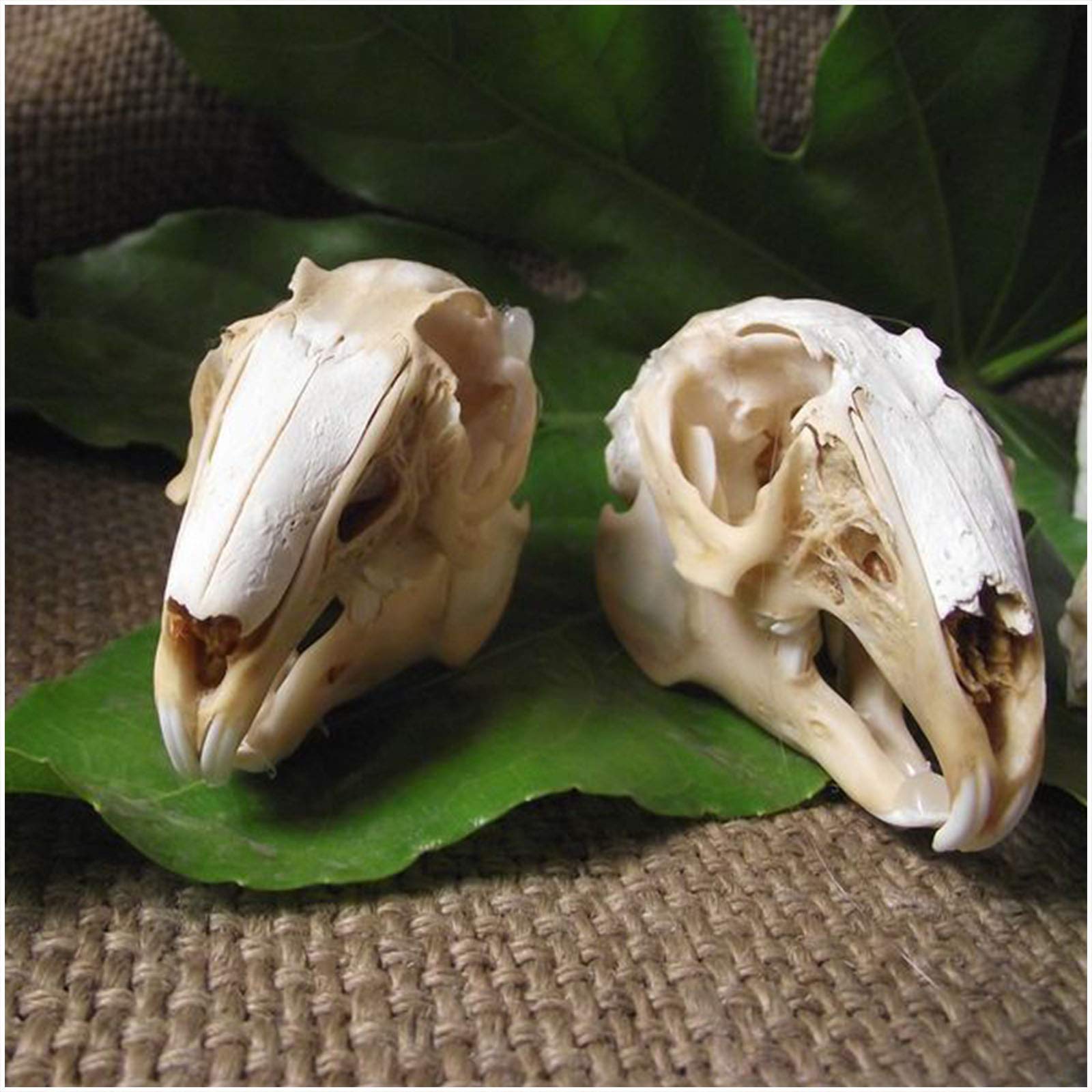 Amazon.co.jp: 本物のウサギの頭蓋骨 - 動物の頭蓋骨モデル - 剥製動物