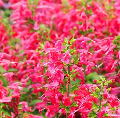 Miniatura 4 de 350 Semillas de Salvia Greggii Fairy Queen Wendy Salvia Salvia Otoño Fragante Sin OMG Heirloom Variedad Flor Rosa