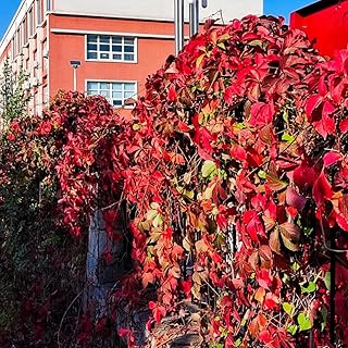 semillas de plantas de vid silvestre, plantas resistentes para el jardín enredadera de Virginia plantas de exterior resistentes balcón con jardín de hierbas pared vegetal plantas raras 500pcs