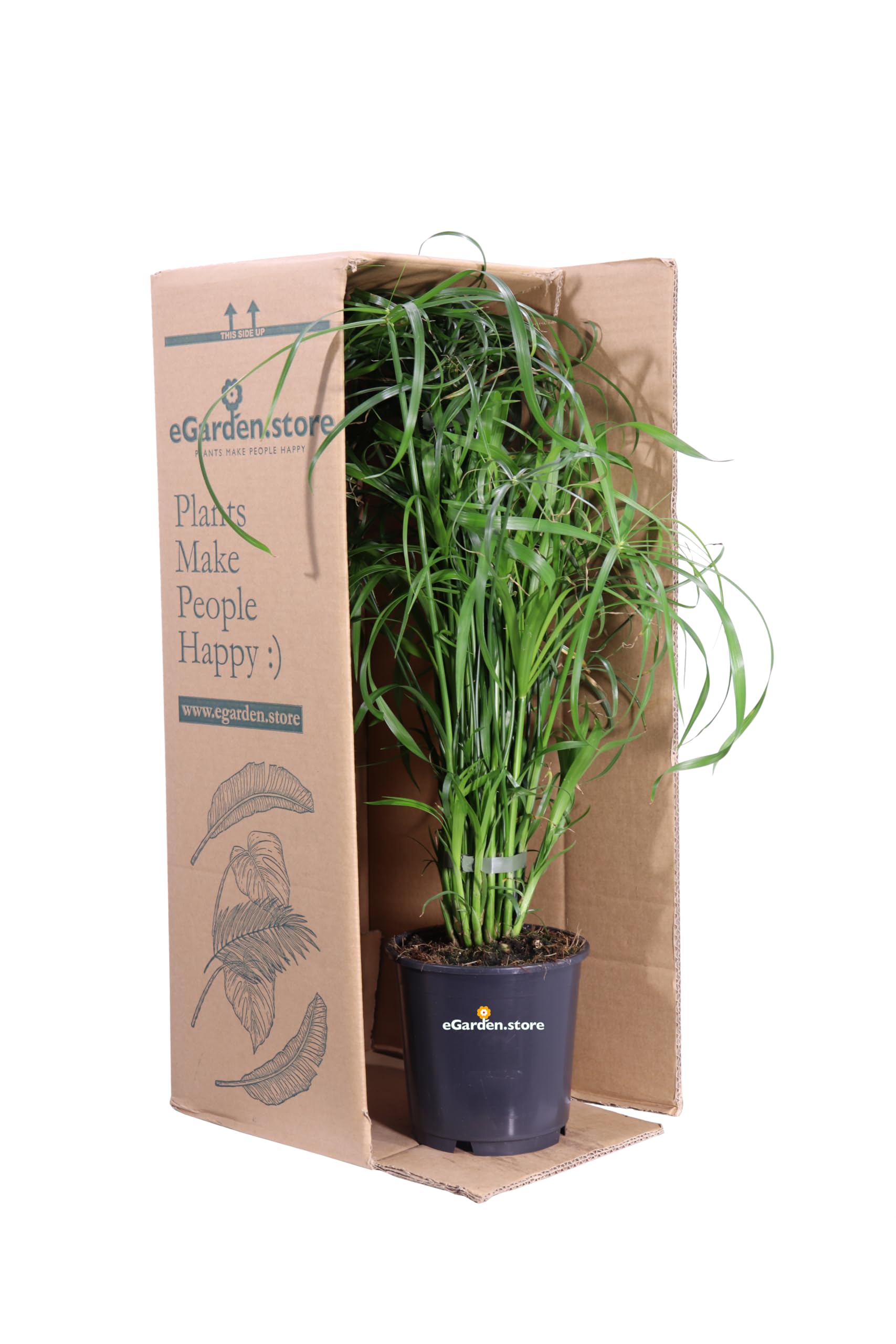 Pianta di Cyperus Alternifolius pianta di Falso Papiro pianta da esterno pianta da giardino pianta ornamentale di Papriro pianta palustre pianta vera di Cyperus Alternifolius venduta da eGarden.store