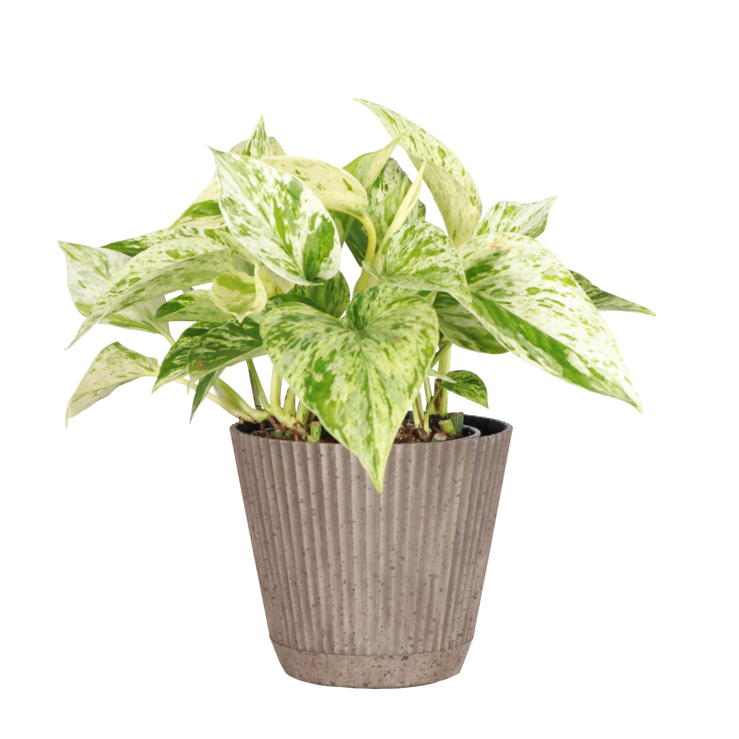 Thorsen's Marble Queen Coffee Pot