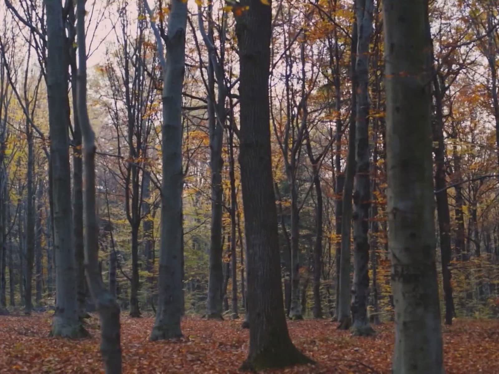 Watch North American Trapper Season 3 Prime Video