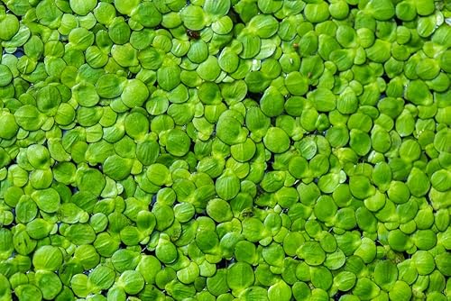 Duckweed Plants (Lemna Minor) - Use in Aquarium, Koi Pond, Aquascape (5,000 Plants)