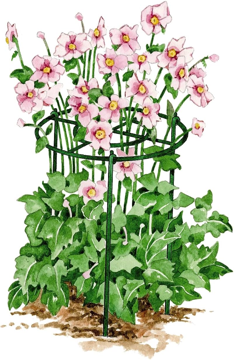 Gardener's Supply Company Grow Through Plant Support | Sturdy Metal Plants Support Frame for Peonies and Other Flopping Flowers | 30" H X 24" D (Set of 3) - Large