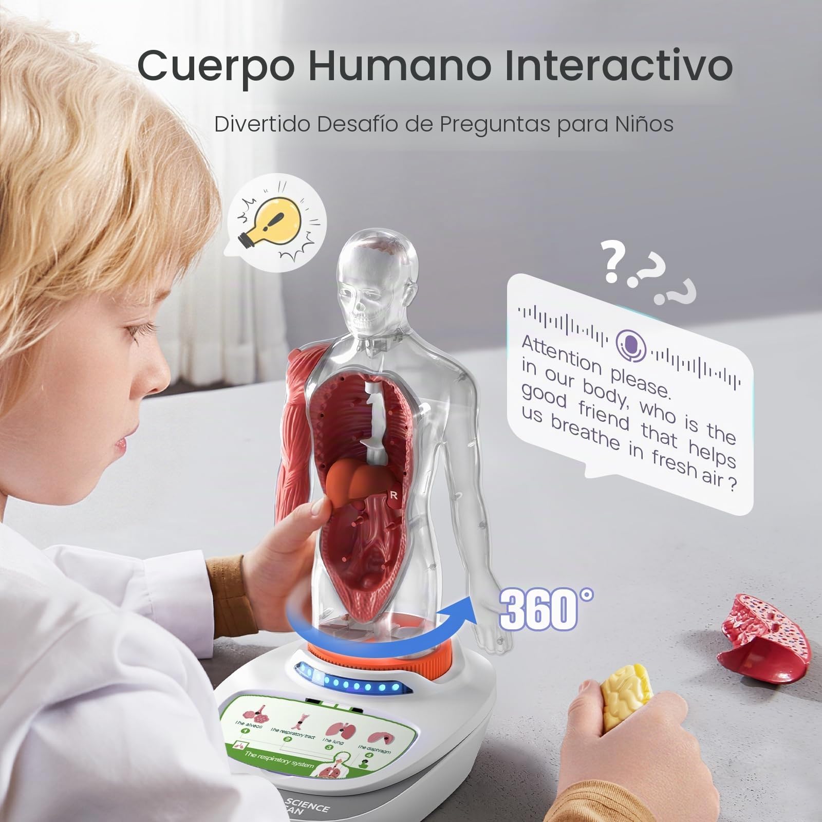 Science Can Modelo de cuerpo humano para niños, modelo interactivo que habla de anatomía humana – Kit de montaje anatómico realista de 28 cm, 15 piezas extraíbles y guía (francés no garantizado)