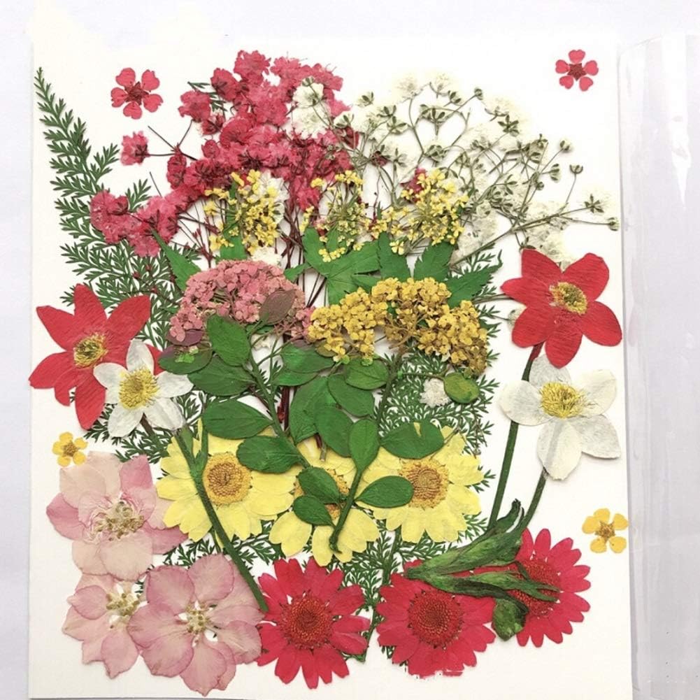 CheeseandU Real Dried Pressed Flowers, Little Narcissus, Chrysanthemum, Larkspur, Cherry Queen Anne's Lace Maple Mixed Multiple Natural Pressed Flowers for Art Craft DIY Resin, 35PCS