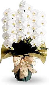 胡蝶蘭専門店らんや 生花 白大輪胡蝶蘭 ３本立ち 30輪程度（つぼみ数含む）【配送不可】沖縄、離島 /「法人向け」 胡蝶蘭 就任 開店 などのお祝いから「個人向け」 ギフト 誕生日 プレゼント お悔み お供え まで/白３Ｆ４Ｌ/P1015