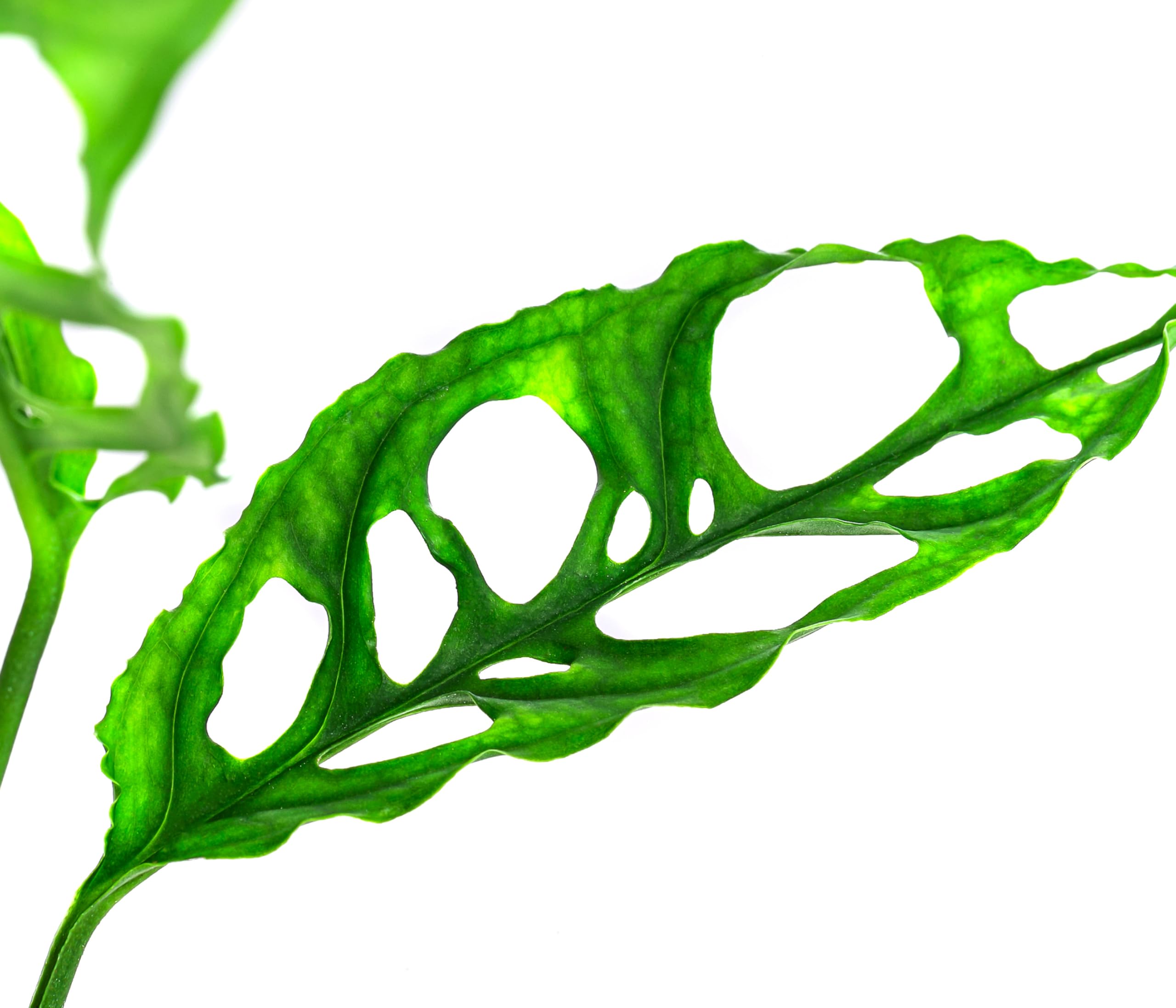 monstera deliciosa prix Monstera Deliciosa – Swiss Cheese Plant main image 1