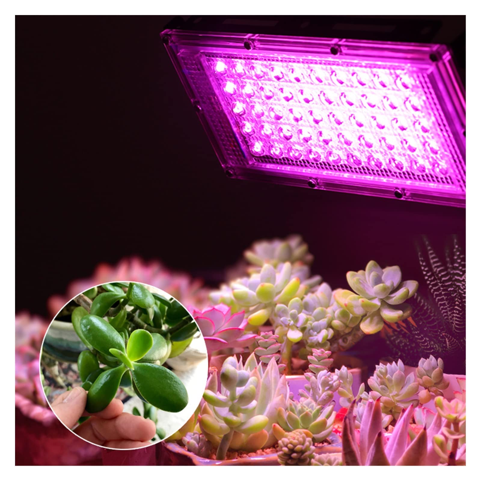 Focos LED, 2pcs 5 0W 100W LED Luz de inundación DIRIGIÓ Destacar Grow Light Phytolamp Full Spectrum Lámpara for la lámpara Crecimiento Planta para Garaje y jardín