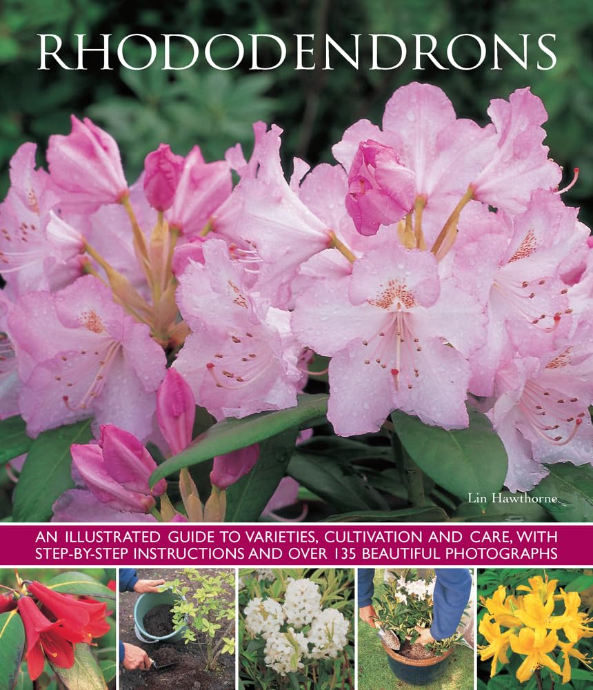 Rhododendrons by Hawthorne Lin (Paperback Book)