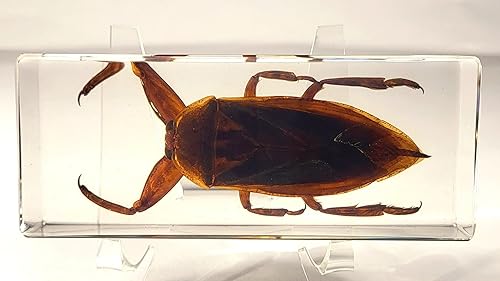 Miniatura 284 de Escarabajo de algodoncillo azul cobalto real de 1.732 in en espécimen de resina de lucita cristalina, insectos, insectos preservados, colección