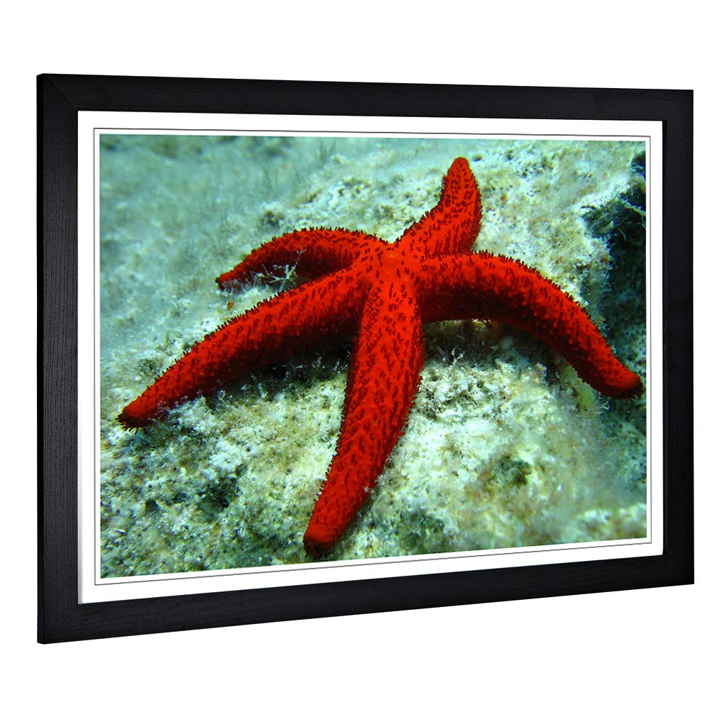 Big Box Art Framed Print of Starfish 2 Design | Wall Art Picture | Home Decor for Kitchen, Living, Dining Room, Lounge, Bedroom, Hallway, Office, Black, A2 / 24.5x18 Inch / 62x45cm