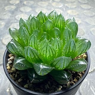 ボルシー × オブツーサ ハオルチア グリーン 日本産 ローメンテナンス 多肉植物 園芸用品