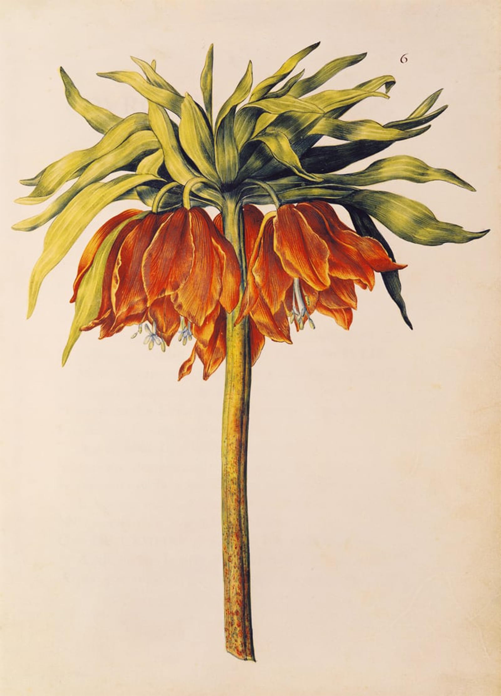 RZHRHJES Retro Picture Portrait Oil Painting Modern Wall Artwork Crown Imperial Lily or Fritillary From Julie's Garland by Nicolas Robert Canvas Poster for Office Decor 60x90cm