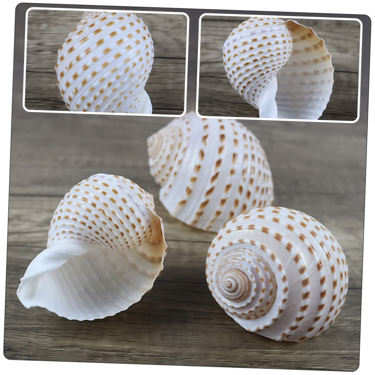 BESPORTBLE 2 Set Decorative Naturali per Decorazioni Nautiche Decor Craft E Accessori per per Creazioni da Te E Centrotavola 3 Pezzi * 2