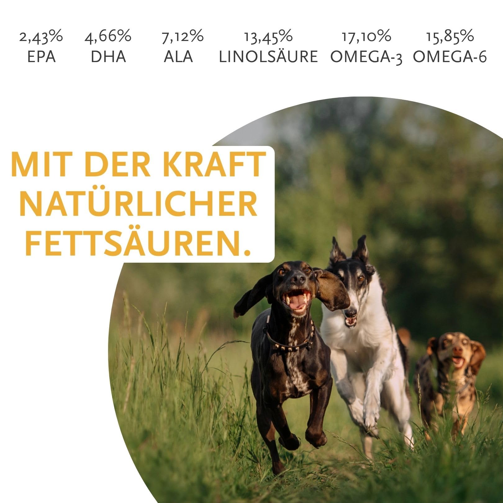 Aceite de salmón 1000 ml para perros y gatos – de Tom & Leo – Aceite de salmón salvaje con Omega 3-6-9, ideal para Barf, Piel y Pelaje, Aceite de pescado Premium para perros