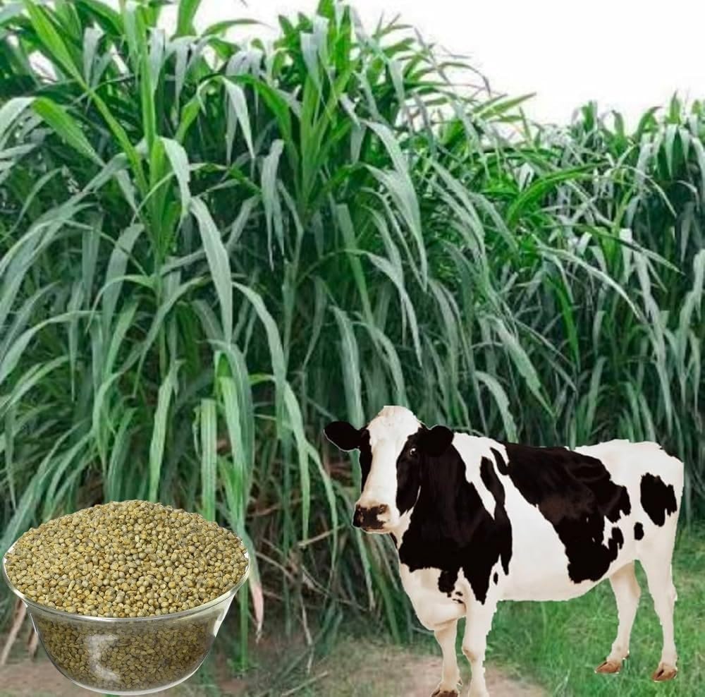 Bajra Seeds suitable for livestock feed grass planting in open farm fields, Pack of 1 Kg